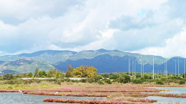 Pink flamingo walking in lake marshes feeding at Coltellazzo Saint Efisio of Nora natural preserve park near Cagliari of Sardinia, Italy