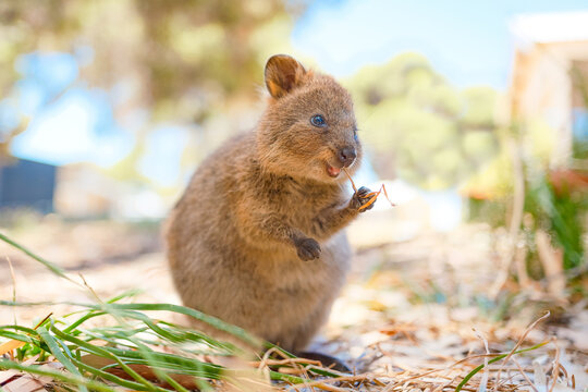 Quokka is enjoying his meal and being so happy, Rottnest island, Western Australia