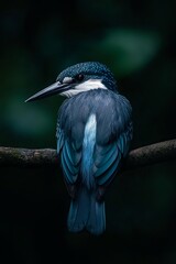 Obraz premium A vibrant blue kingfisher perched on a branch, with its head turned to the side, its bright blue feathers and white markings are illuminated against a dark green background.