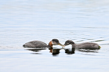 A migratory adult Red-necked Grebe (Podiceps grisegena) feeds a freshly caught minnow to one of its...