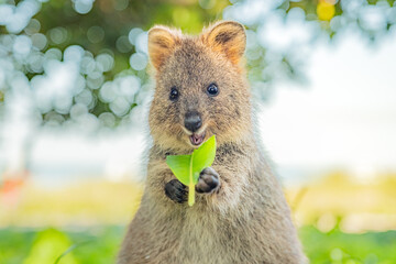 Quokka is enjoying her meal and smiling, Rottnest island, Western Australia © Hideaki