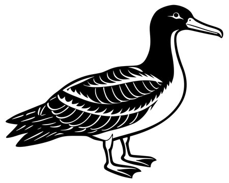 recommend clip art: Albatross silhouette animal vector on white background 
