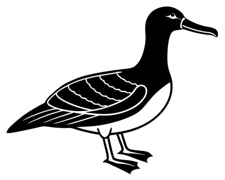 recommend clip art: Albatross silhouette animal vector on white background 