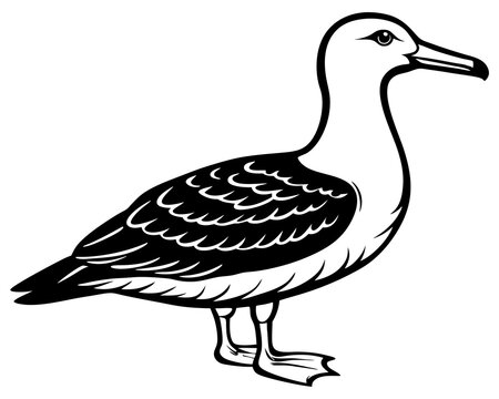 recommend clip art: Albatross silhouette animal vector on white background 