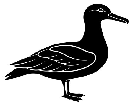 recommend clip art: Albatross silhouette animal vector on white background 