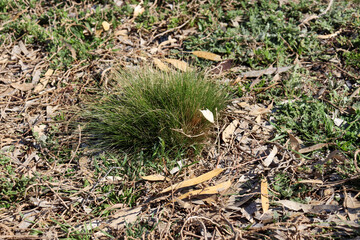 native grasses in australian landscape