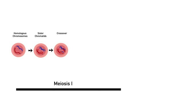 Meiosis, cell division, homologous chromosomes, Meiosis I and Meiosis II, Crossing over, Prophase, Metaphase, Anaphase, and Telophase, Cell division for education use, Animation of phases