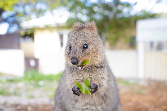 Quokka is smiling and eating a delicious leaf at Rottnest Island in Perth, Western Australia