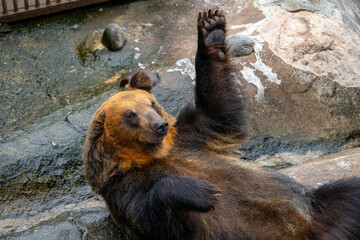 北海道　熊牧場の熊の写真