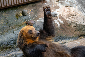 北海道　熊牧場の熊の写真