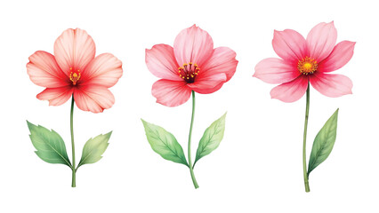 red flower watercolor vector set