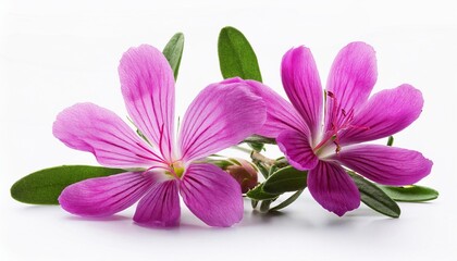 Clarkia on white background isolated. Beautiful flower.