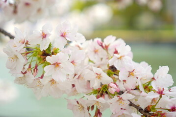 Obraz premium ソメイヨシノ 毛馬桜ノ宮公園