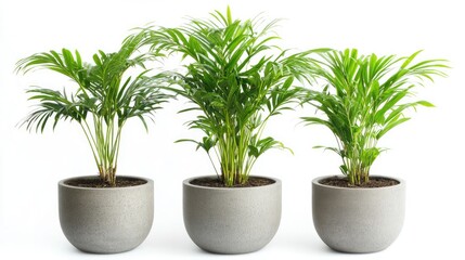 Fototapeta premium Modern Parlor Palm Plants in Stylish Pots for Tropical Home Decor Generative AI
