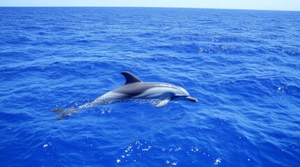 Naklejka premium Dolphin in Blue Ocean.