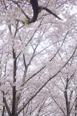 ソメイヨシノ　毛馬桜ノ宮公園