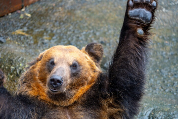 北海道　熊牧場の熊の写真