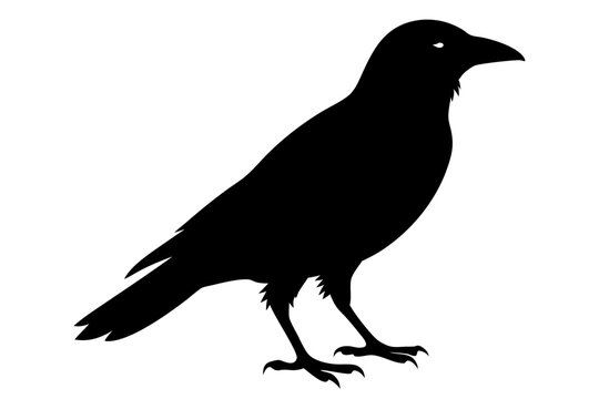 recommend clip art: Crow silhouette | vector silhouette illustration on white background