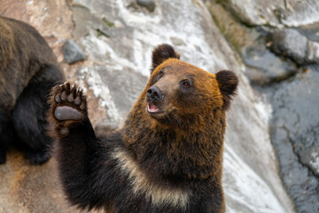Fototapeta premium 北海道 熊牧場の熊の写真