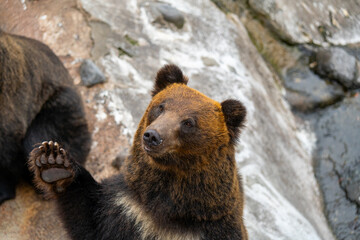北海道　熊牧場の熊の写真