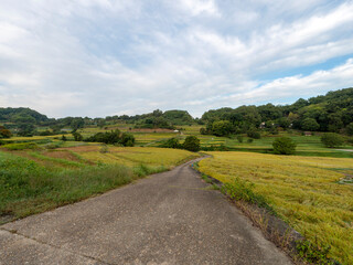 実りを付けた秋の明日香村稲渕棚田の風景