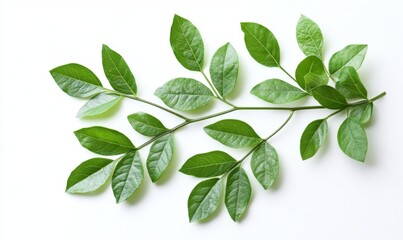 Fototapeta premium A close-up of green leaves on a white background, with a soft shadow effect
