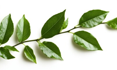 Obraz premium A close-up of green leaves on a white background, with a soft shadow effect