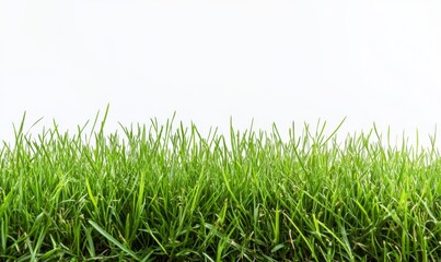 Fototapeta premium A wide strip of lush green grass, evenly trimmed and dense, stretching horizontally across the frame