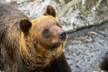 Fototapeta premium 北海道 熊牧場の熊の写真