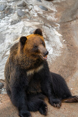 北海道 熊牧場の熊の写真