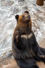 北海道　熊牧場の熊の写真