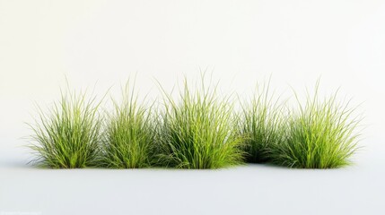 grass bushes