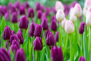 Field of purple and pink tulips in full bloom.