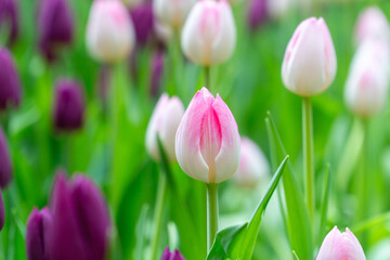 Obraz premium Field of pink tulips with white streaks in full bloom.