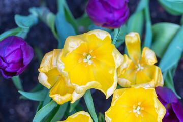 Close-up of a yelloe tulip flower.