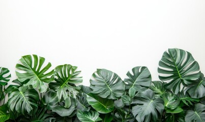 many small philodendron