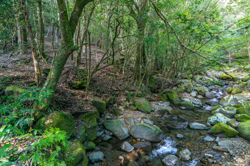 川中自然公園 宮崎県東諸県郡綾町