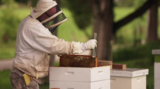 Beekeeper inspecting frame