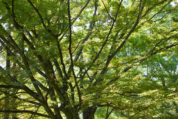 秋の森の緑の葉っぱと樹幹の風景