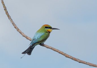Rainbow bee-eater (Merops ornatus) perched
