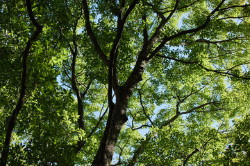 秋の森の緑の葉っぱと樹幹の風景