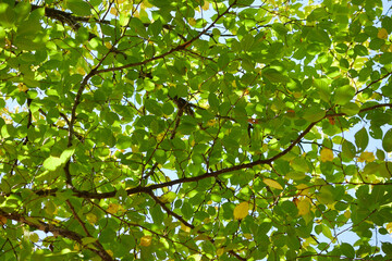 秋の森の緑の葉っぱの風景