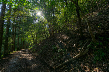 Obraz premium 川中自然公園 宮崎県東諸県郡綾町