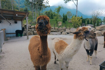 Llamas and alpacas pose gracefully in a vibrant outdoor setting of natural beauty