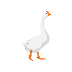 Vector illustration of white goose in cartoon flat style. Cute goose or geese domestic bird for logo and illustration resources. Bird icon and symbol in white background. Domestic farming