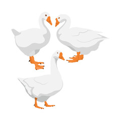 Vector illustration set of white goose in cartoon flat style.  Cute goose or geese domestic bird for logo and illustration resources. Bird icon. Animal pet farming domestic.