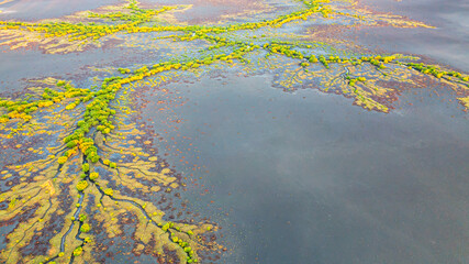 Creek and salt flats with green vegetation in beautiful pattern