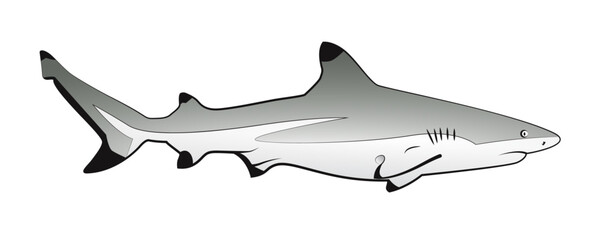 Black Tip Reef Shark Vector Graphic