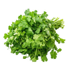 Obraz premium Fresh Cilantro Leaves Isolated on White Background