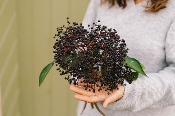 Woman holds in hands clusters fruit black elderberry in garden (Sambucus nigra). Elder, black elder. European black elderberry background